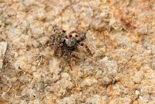 Réf. 300 408 : Pseudeuophrys erratica